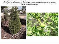 AtlasGimnospermas 55 Juniperus phoenicea