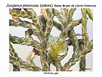 AtlasGimnospermas 57 Juniperus phoenicea lupa galbulo