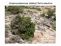 AtlasGimnospermas 58 Juniperus phoenicea