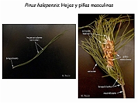 AtlasGimnospermas 5 Pinus Hojas conos masculinos