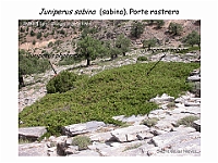 AtlasGimnospermas 60 Juniperus sabina