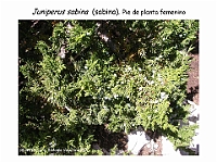 AtlasGimnospermas 61 Juniperus sabina