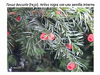 AtlasGimnospermas 64 Taxus baccata arilos