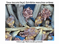 AtlasGimnospermas 65 Taxus baccata conos masculinos