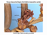 AtlasGimnospermas 66 Taxus baccata conos masculinos