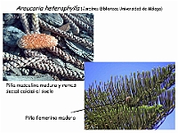 AtlasGimnospermas 69 Araucaria heterophylla