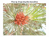 AtlasGimnospermas 6 Pinus conos masculinos