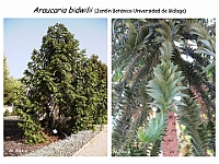 AtlasGimnospermas 70 Araucaria bidwilii