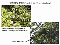 AtlasGimnospermas 71 Araucaria bidwilii