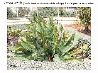 AtlasGimnospermas 88 Dioon edule