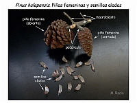 AtlasGimnospermas 8 Pinus halepensis conos femeninos semillas