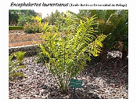 AtlasGimnospermas 92 Encephalartos laurentianus