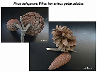 AtlasGimnospermas 9 Pinus halepensis conos femeninos