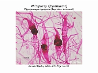 Atlas Hongos 09 Rhizopus zygomiceto