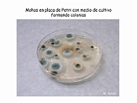 Atlas Hongos 10 colonias en placa petri