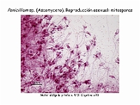 Atlas Hongos 13 Penicillium