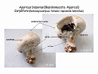 Atlas Hongos 22 Agaricus