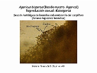 Atlas Hongos 23 Agaricus bisporus