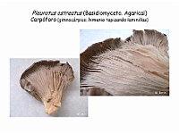 Atlas Hongos 24 Pleurotus ostreatus