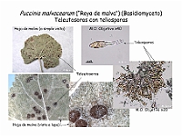 Atlas Hongos 31 Puccinia malvacearum