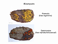 Atlas Hongos 32 Mixomycete