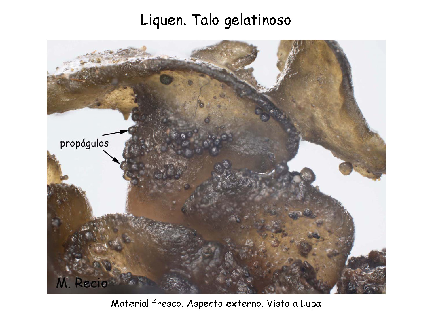 Liquenes