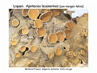 Atlas Liquenes 19 apotecios lecanorinos
