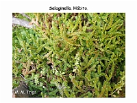 AtlasPteridofitos 01 Selaginella