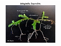 AtlasPteridofitos 02 Selaginella esporofito