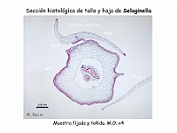 AtlasPteridofitos 04 Selaginellas Seccion