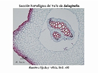 AtlasPteridofitos 05 Selaginella seccion tallo