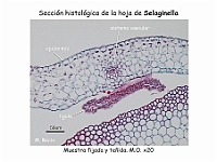AtlasPteridofitos 06 Selaginella Seccion hoja