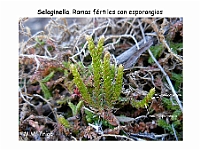 AtlasPteridofitos 07 Selaginella esporangios
