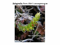 AtlasPteridofitos 08 Selaginella esporangios