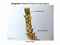 AtlasPteridofitos 09 Selaginella esporangios
