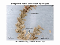 AtlasPteridofitos 10 Selaginella esporangios macrosporas