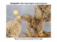 AtlasPteridofitos 11 Selaginella esporangios macrosporas