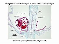 AtlasPteridofitos 12 Selaginella seccion esporangios