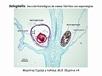 AtlasPteridofitos 13 Selaginella Seccion esporangios