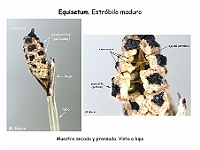 AtlasPteridofitos 20 Equisetum estrobilo esporangios
