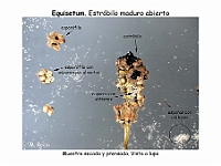 AtlasPteridofitos 21 Equisetum esporangios esporas elateres