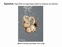 AtlasPteridofitos 22 Equisetum esporangios esporas elateres