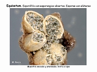AtlasPteridofitos 23 Equisetum esporangios esporas elateres