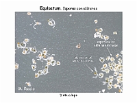 AtlasPteridofitos 24 Equisetum lupa esporas elateres
