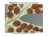 AtlasPteridofitos 31 Polypodium soros esporangios