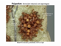 AtlasPteridofitos 32 Polypodium esporangios lupa