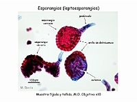 AtlasPteridofitos 33 esporangios esporas