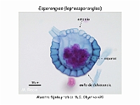 AtlasPteridofitos 34 esporangios esporas