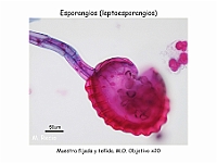 AtlasPteridofitos 35 esporangios esporas