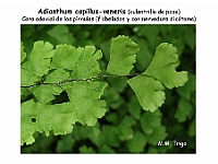 AtlasPteridofitos 38 Adianthum capillus-veneris